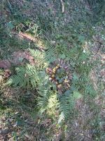 Waldtag_11
